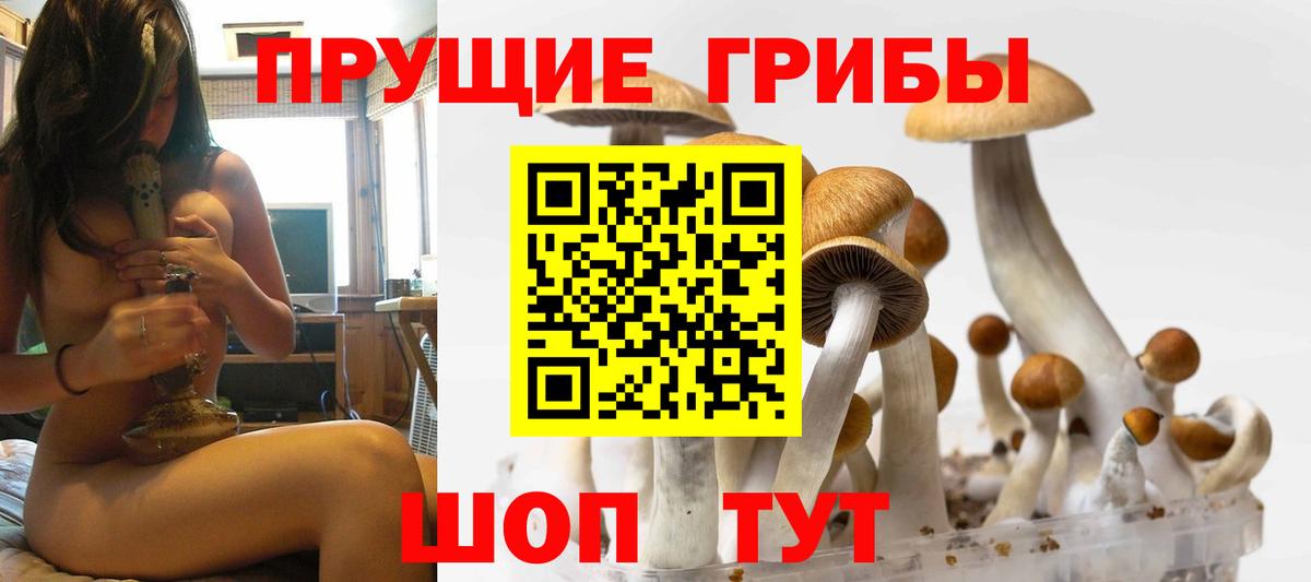 Псилоцибиновые грибы GOLDEN TEACHER Долгопрудный